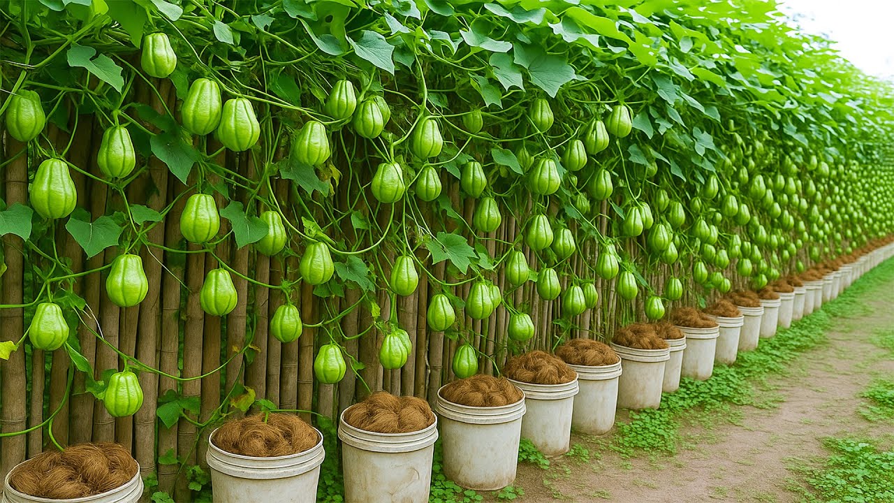 You’ll Never Throw Away Dried Coconuts Again After Seeing This Amazing Chayote Growing Idea!