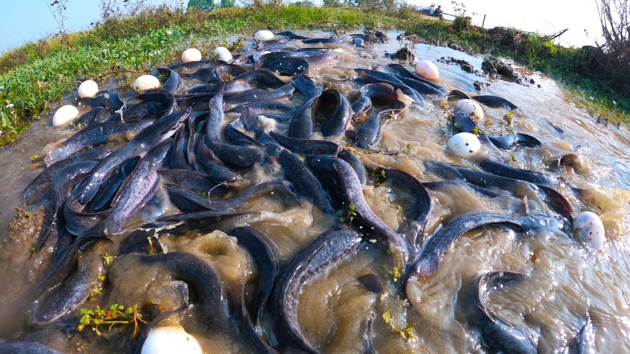 awesome catching fish, best hand fishing, catch a lot of fish and pick eggs by hand fisherman