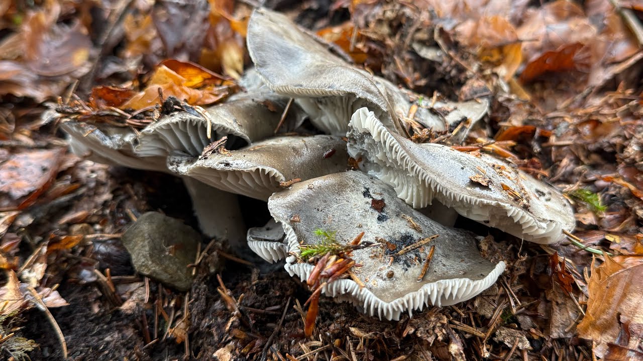 DORMIENTI 2026🍄 LA GRANDE SDRAIATA CON LEO! Marzuoli Appennino Tosco Emiliano 