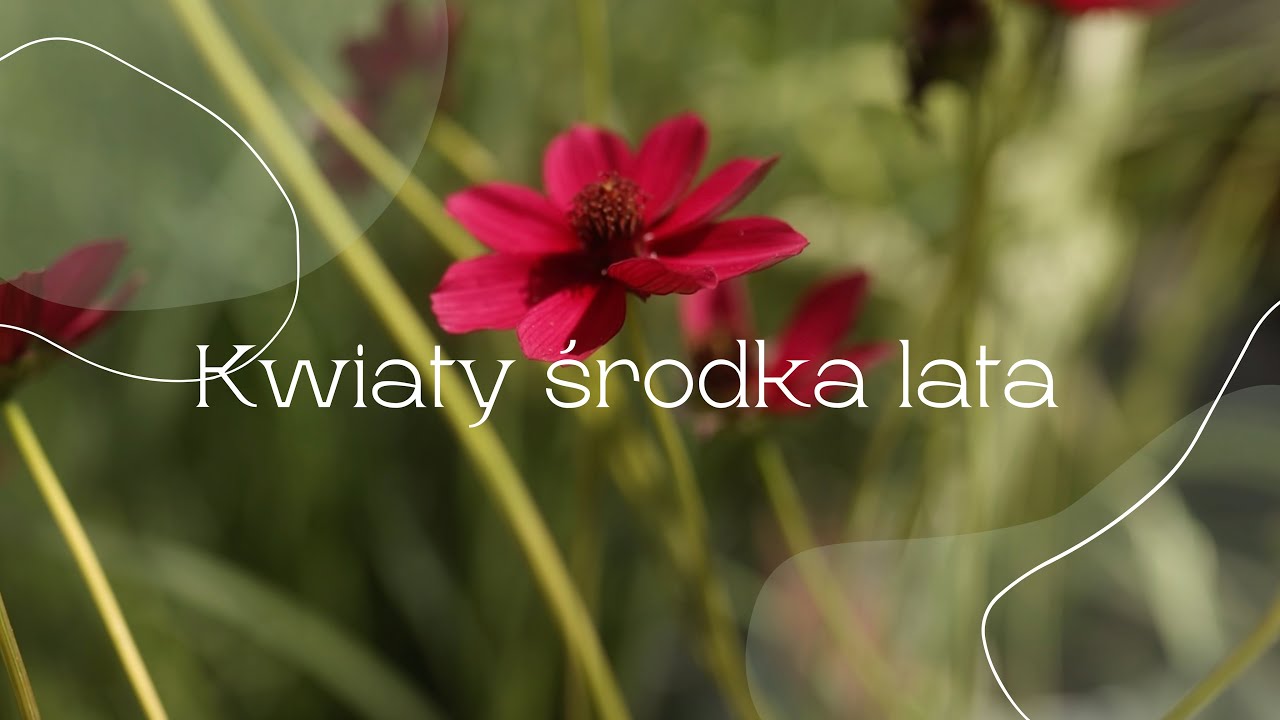 Rośliny środka lata, margaretki, penstemony, montbrecje + drzewo, Katalpa