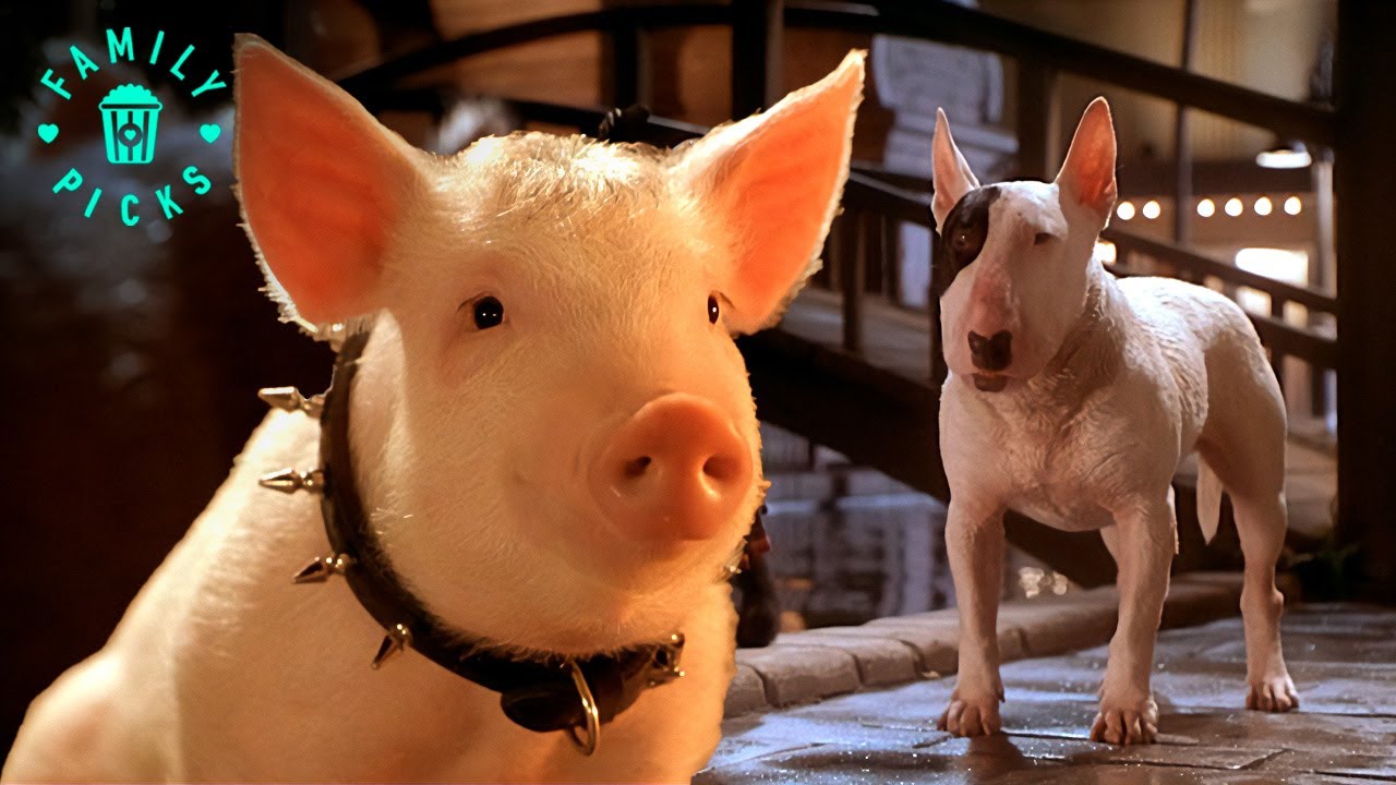 Babe Saves the Bull Terrier | Babe: Pig in the City