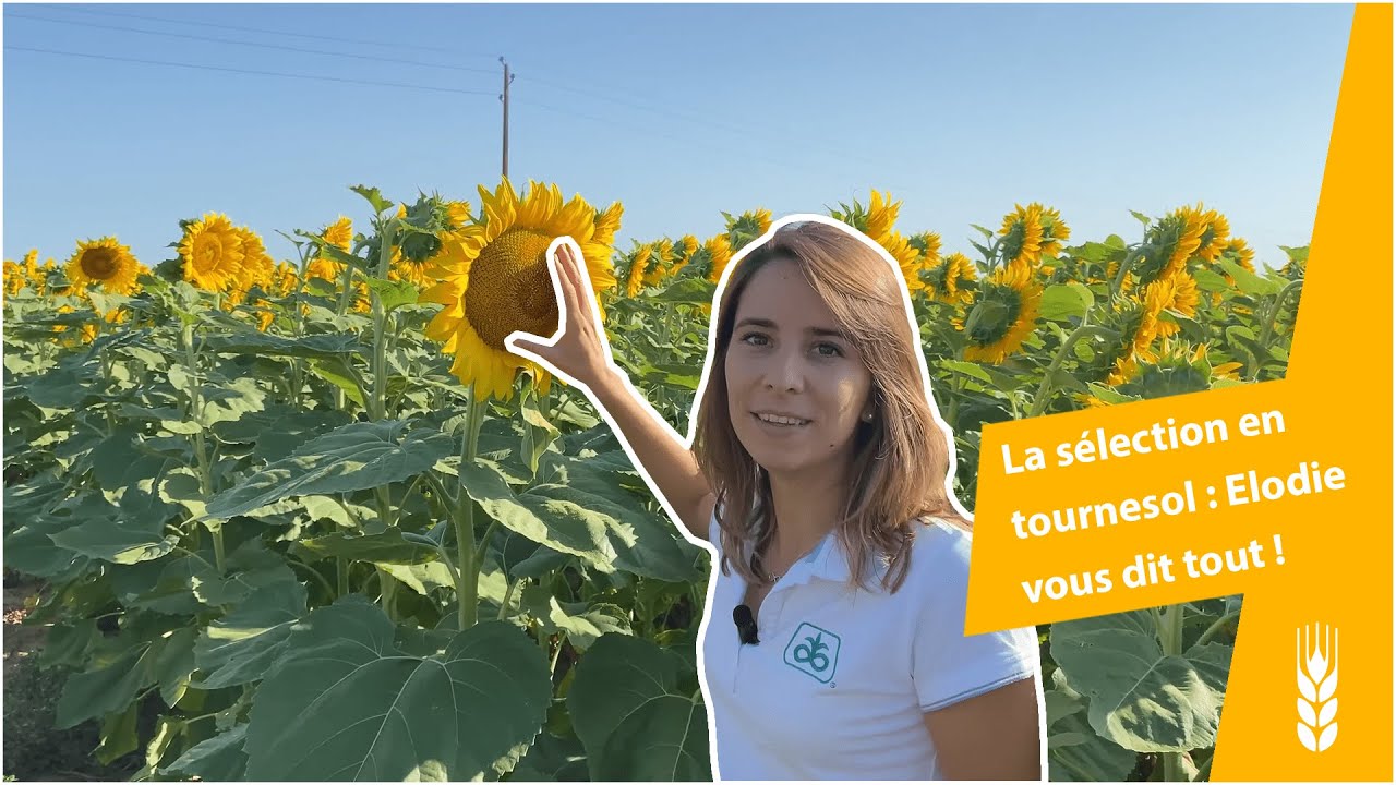 La sélection en tournesol : Elodie vous dit tout !