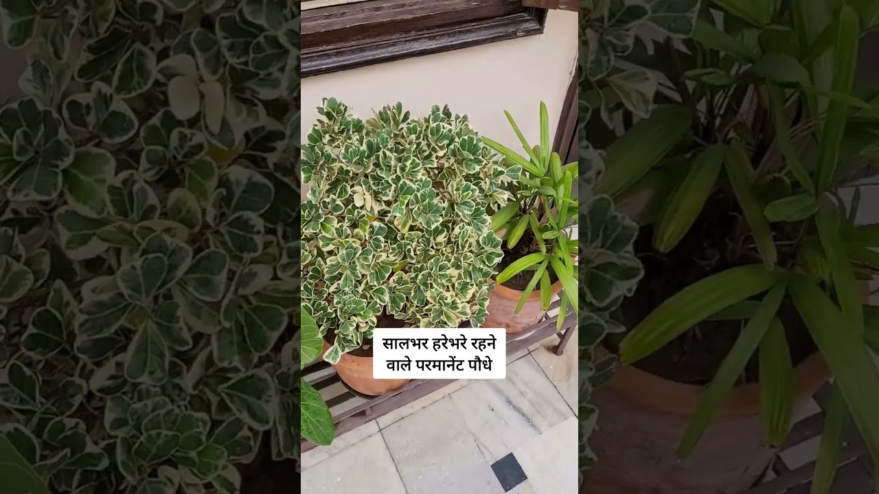 Evergreen plants names / Ornamental plants / permanent plants #shorts #garden