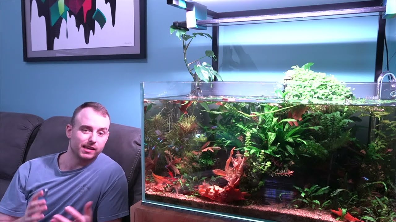 Aquarium Food Webs vs Food Chains, and what is the Father Fish Method?