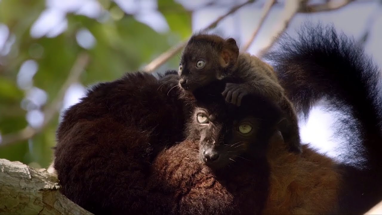 Lemur mom has ingenious idea to save newborn from ticks