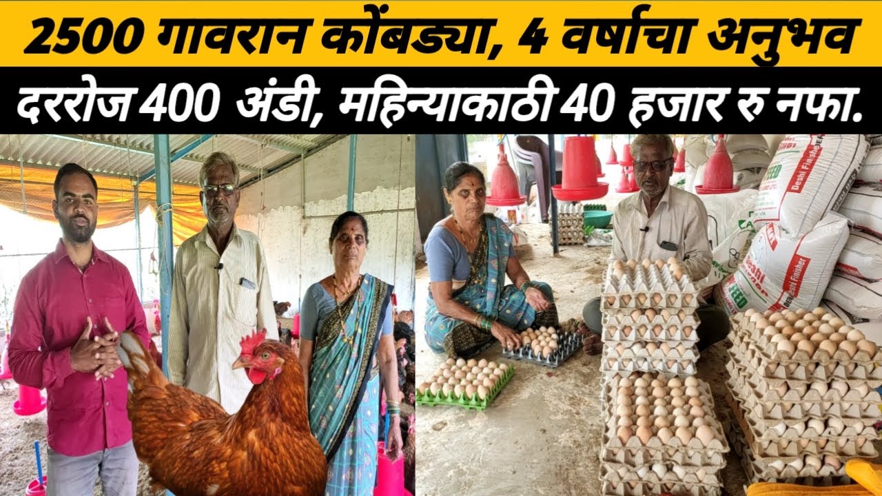2500 गावरान कोंबड्या,4 वर्षाचा अनुभव,महिन्याकाठी निव्वळ नफा 40 हजार रुपये:Gavaran chicken rearing: