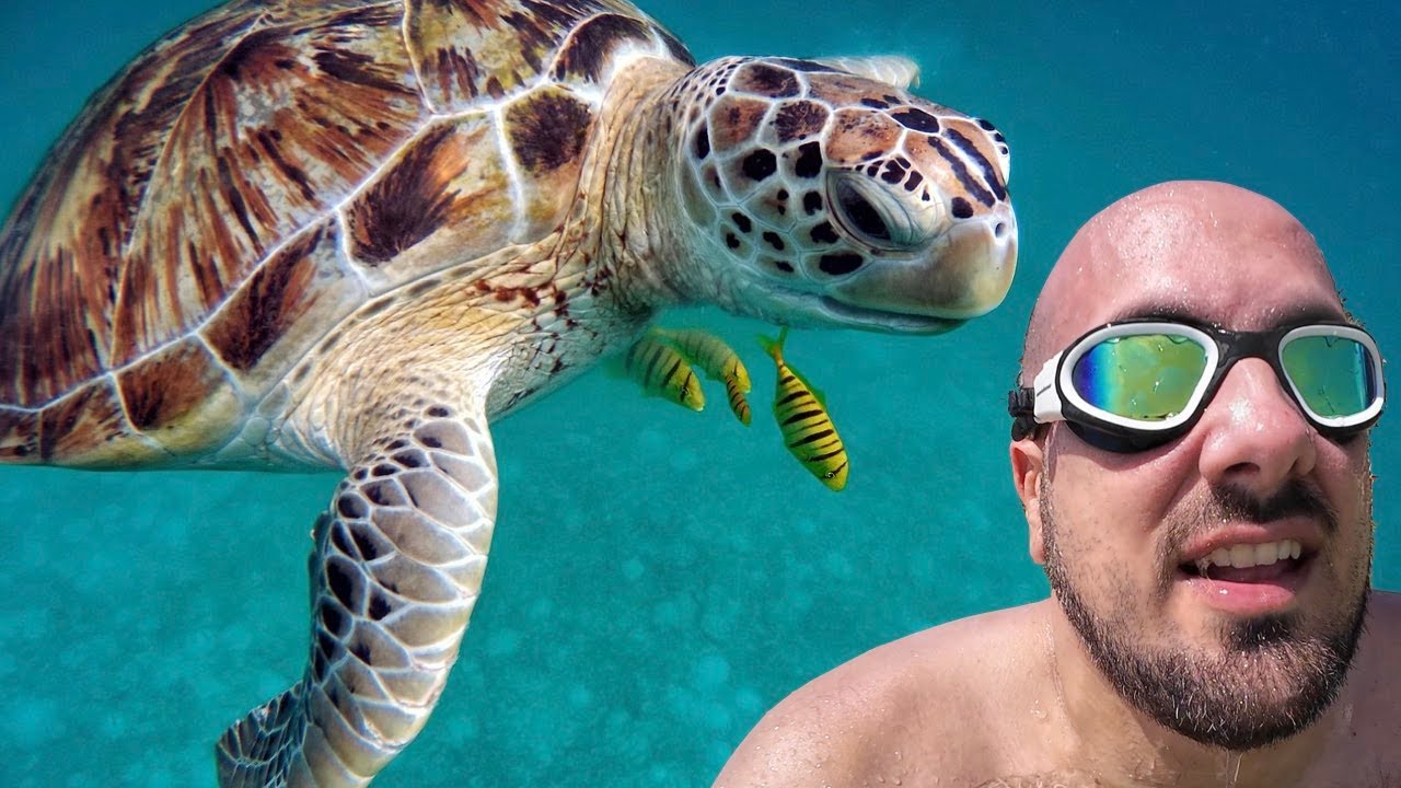 Turtle Beach: Kann man wirklich mit Schildkröten schwimmen? 🇱🇰