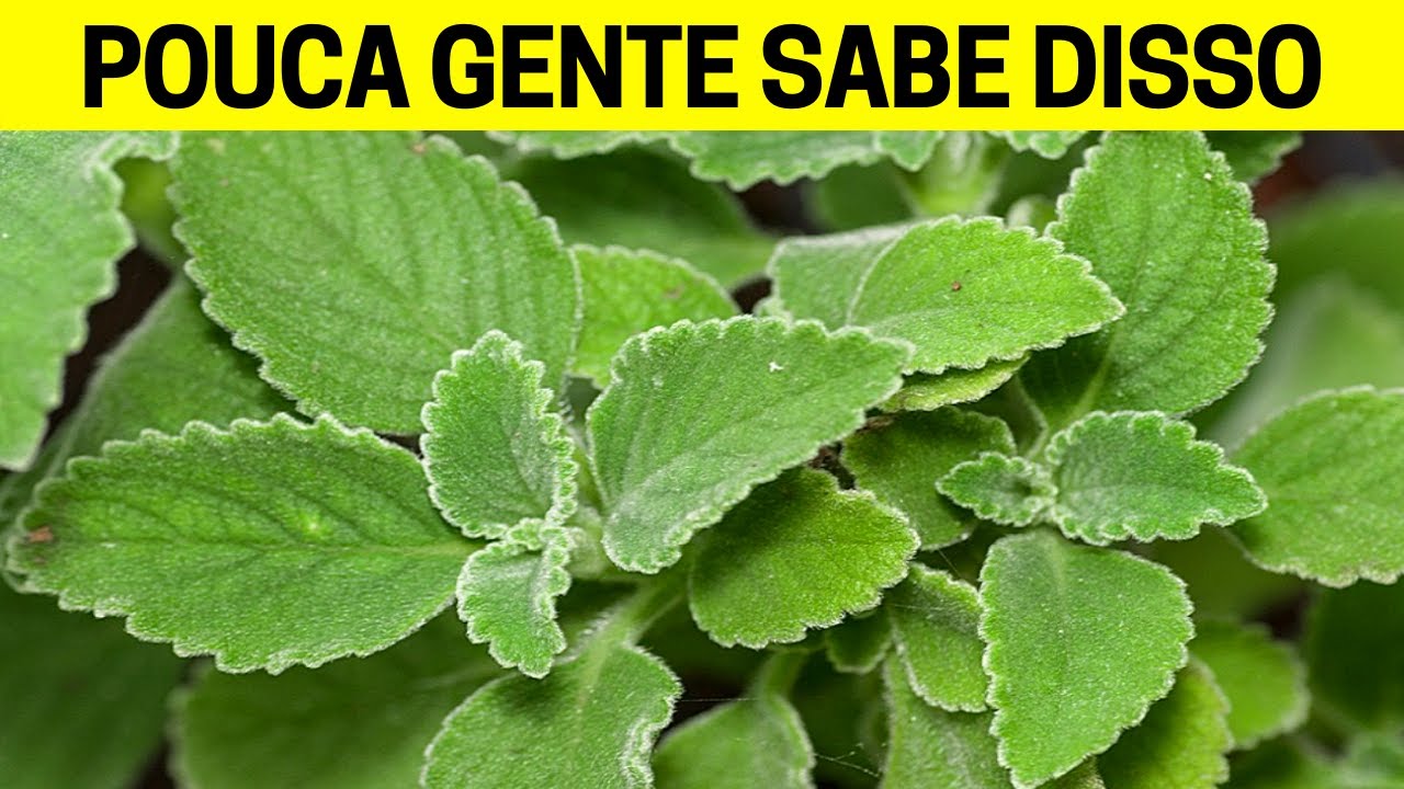 UMA &Uacute;NICA FOLHA DESTA PLANTA POR DIA E VOC&Ecirc; VAI TRATAR ESSAS 6 DOEN&Ccedil;AS