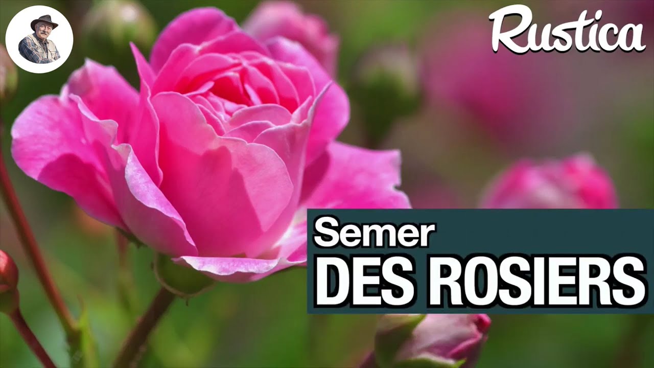 Semer des graines de rosier au chaud