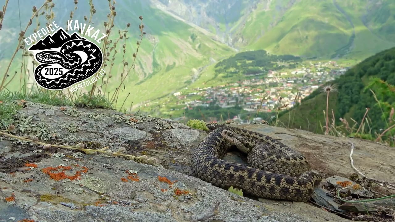 Caucasus subalpine viper (Vipera dinniki)