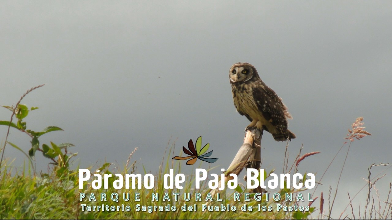 VIDEO PARAMO PAJA BLANCA