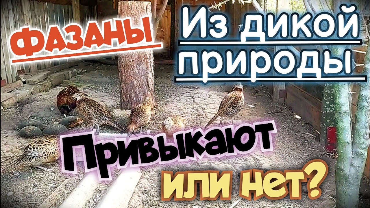 Вольер с фазанами из дикой природы. Как содержать фазанов в домашних условиях