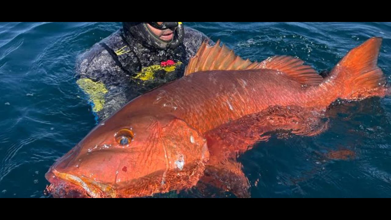 DESDE EL FARALLON PARA EL MUNDO, INCREIBLE LUGAR PARA LA PESCA SUBMARINA