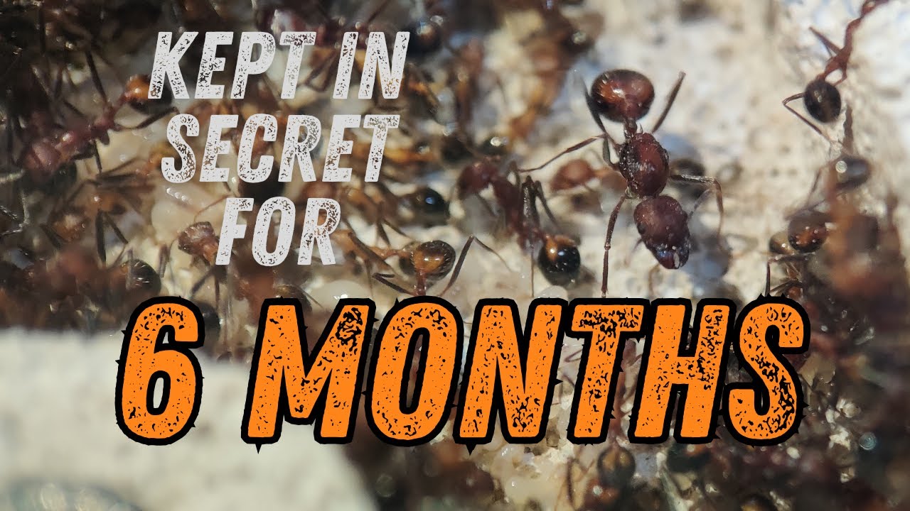 I Kept these ants a secret for 6 Months!!!! Novomessor Cockerelli