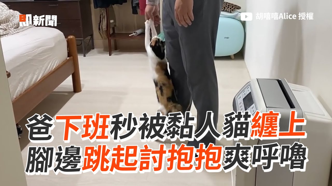 貓咪狂對下班爸撒嬌　腳邊跳起討抱抱｜喵星人｜寵物｜討摸｜精選影片