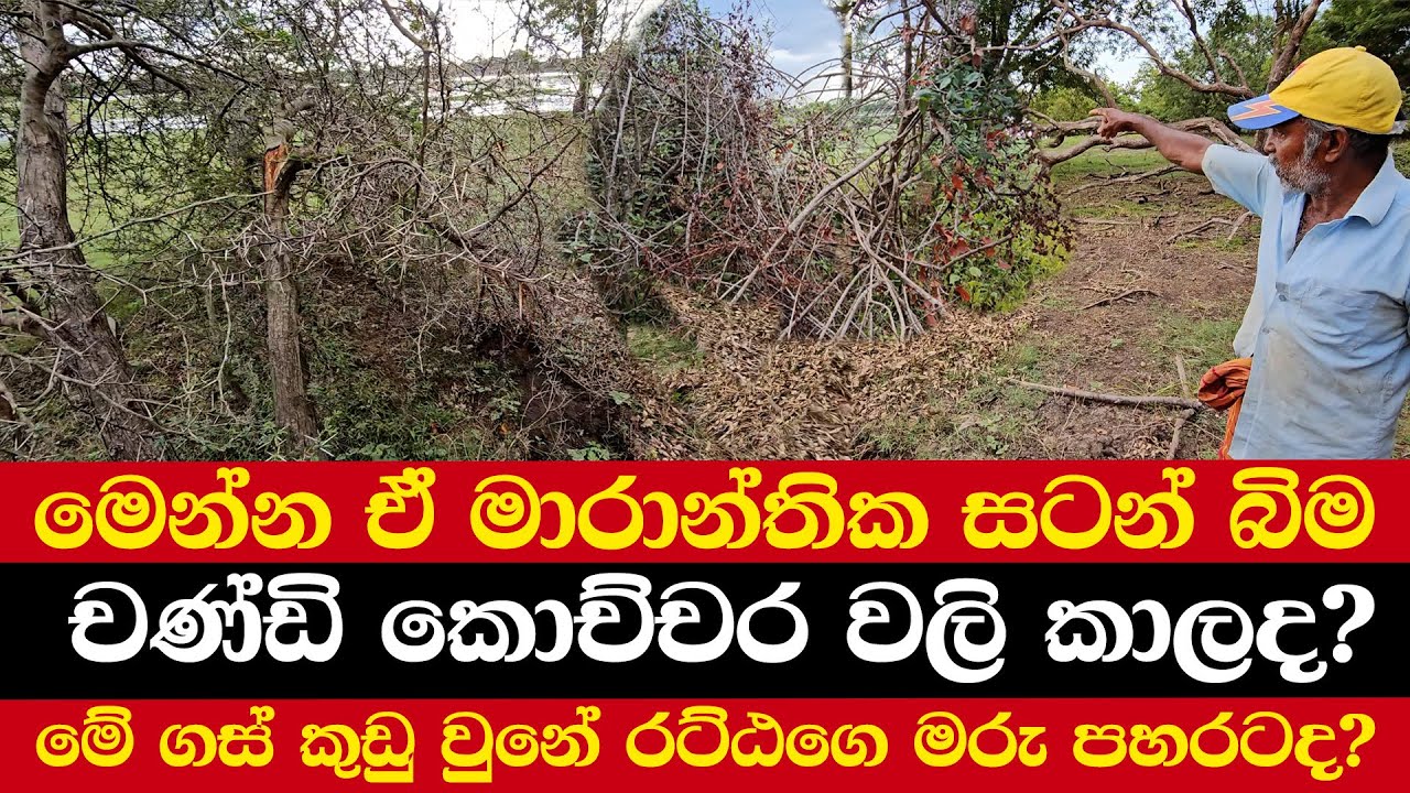 මෙන්න ඒ මාරාන්තික සටන් බිම | චණ්ඩි කොච්චර වලි කාලද? | මේ ගස් කුඩු වුනේ රට්ඨගෙ මරු පහරටද?
