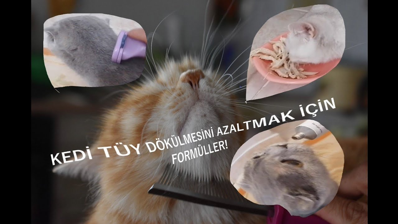 Kedilerin Tüy Dökmemesi İçin 6 Basit Çözüm Önerisi