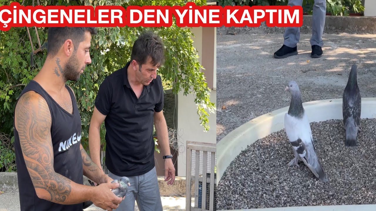 BÜYÜK DAMIZLIKÇI HAKAN AYAZ DA KUŞ BİTMEZ ÜST DÜZEY OYUN KUŞLARI ALDIM