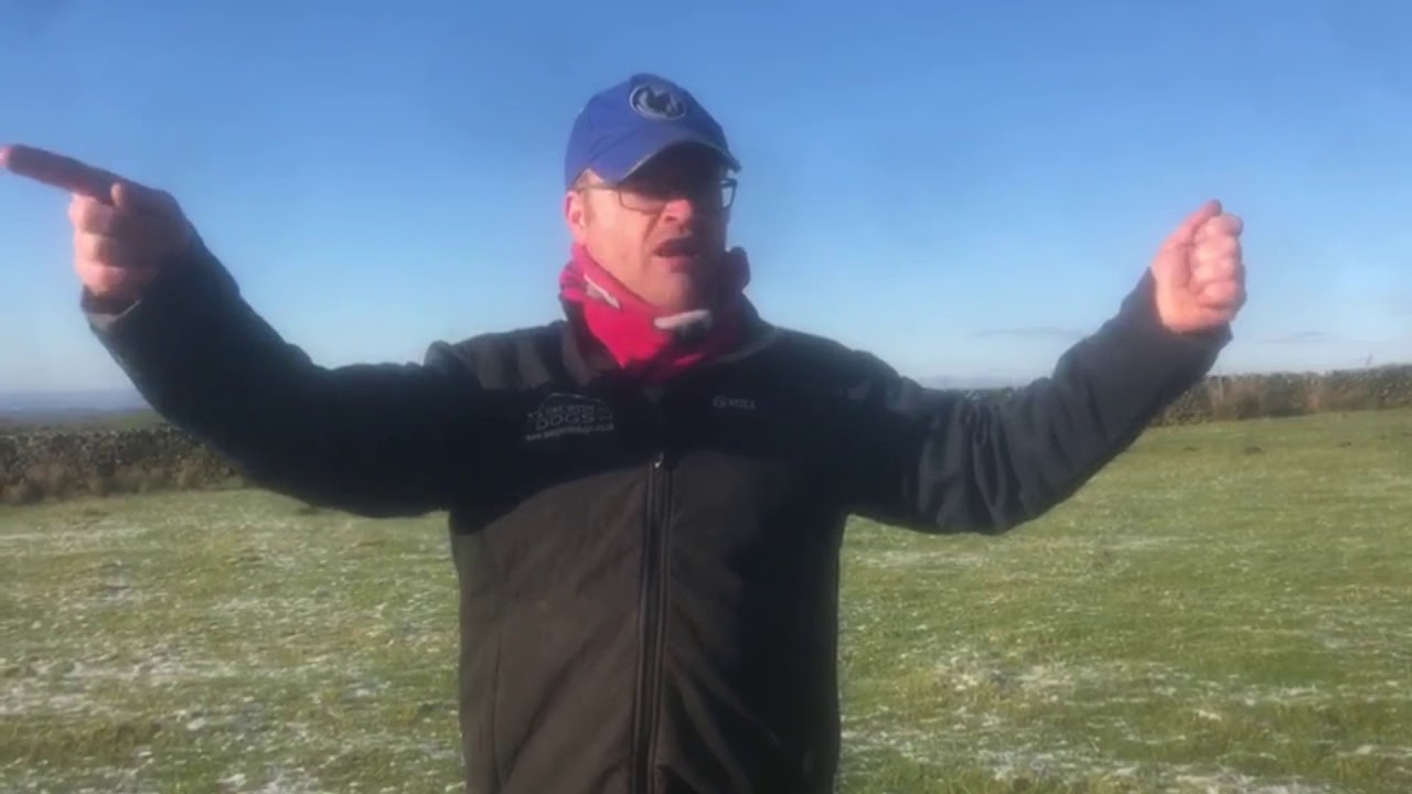 Sheepdog Training. Brace.