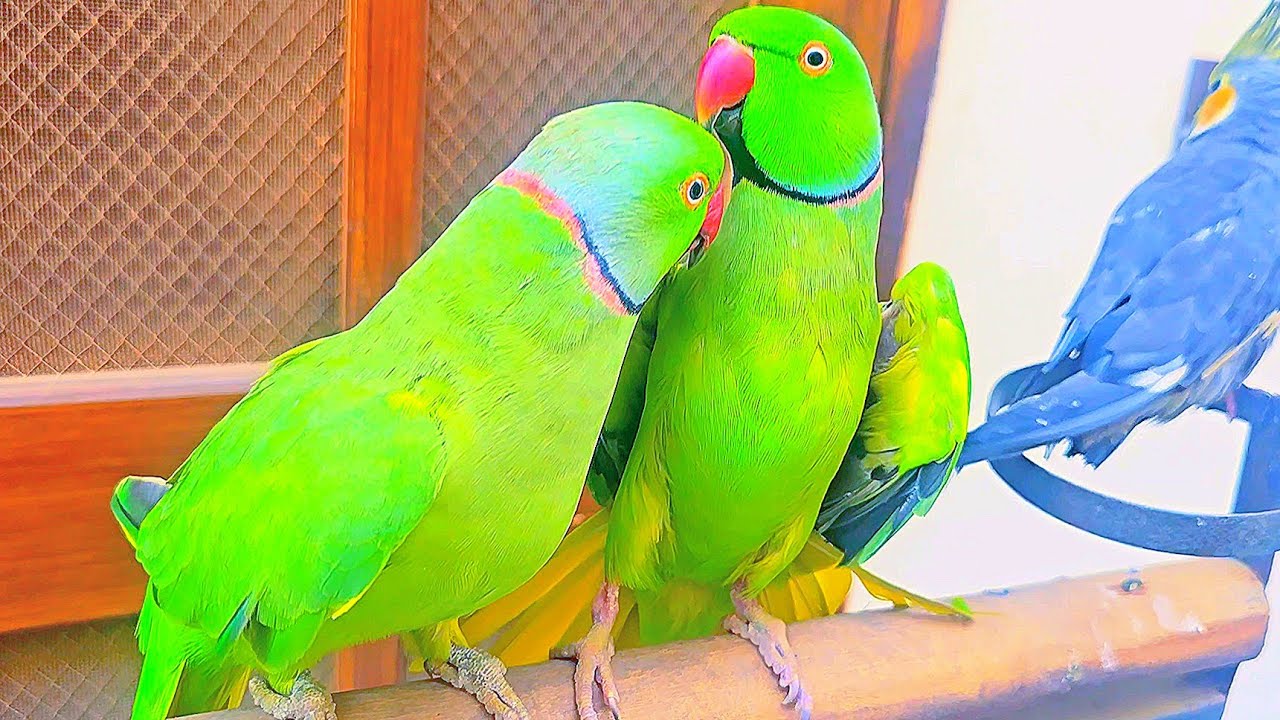Mix Funny🌶Indian Parrots Talks🎊