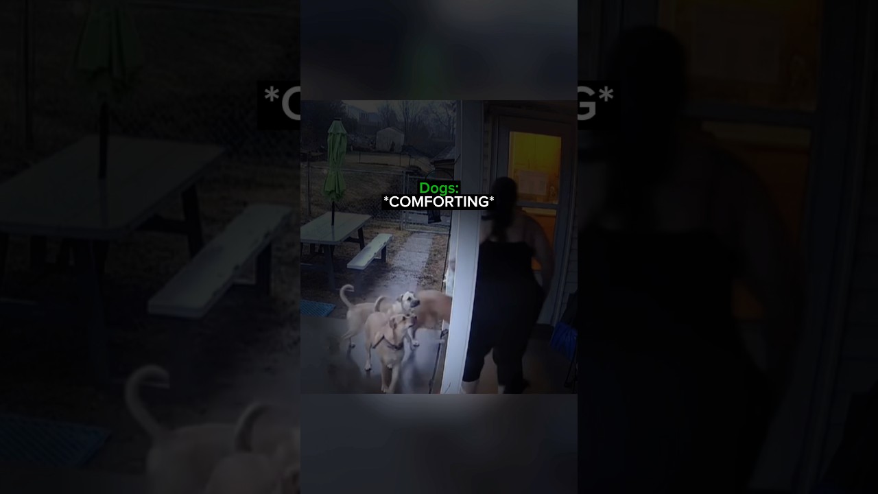 Dogs Try To Comfort Owner After Losing A Dog&hellip;