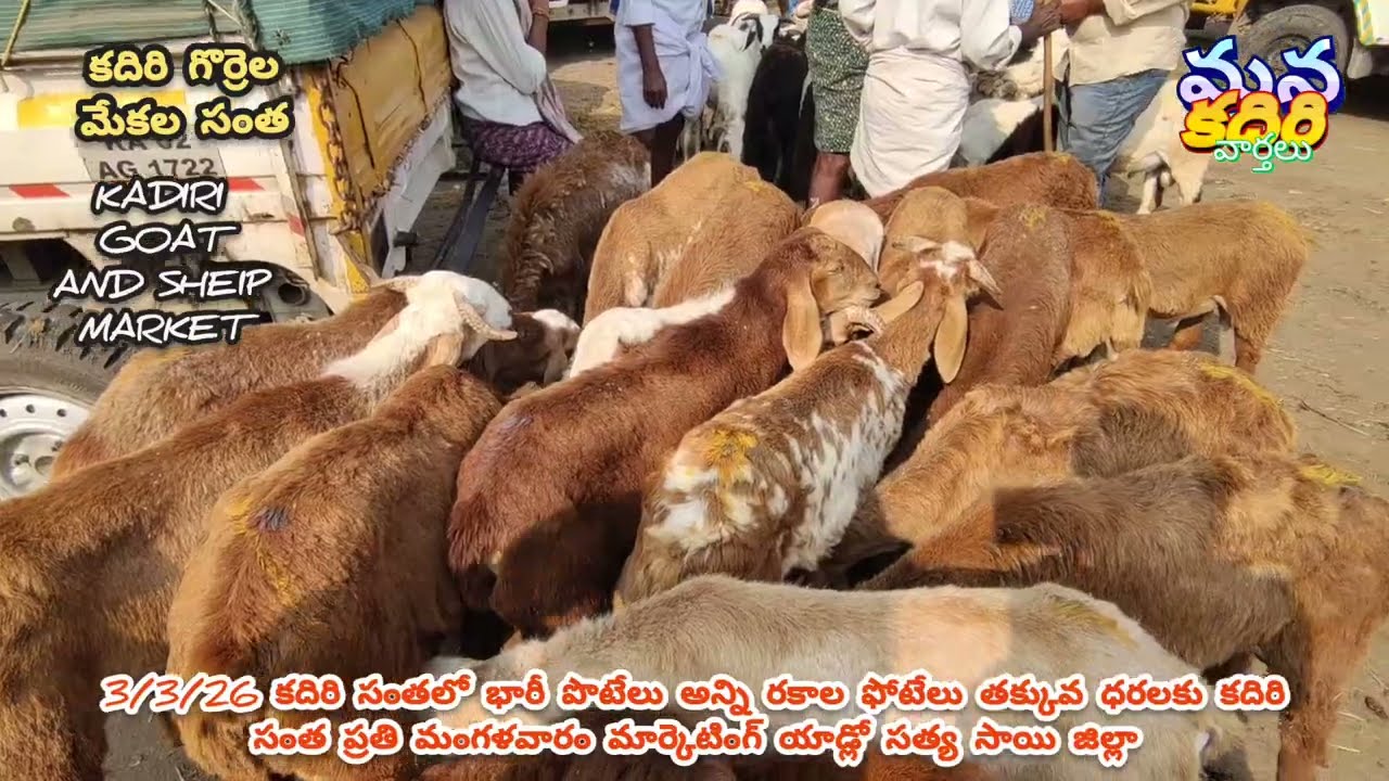 3/3/26 కదిరి సంతలో భారీ పోటేలు మీడియం సైజ్ పొట్టేలు వాటి ధరలు ప్రతి మంగళవారం సంత 