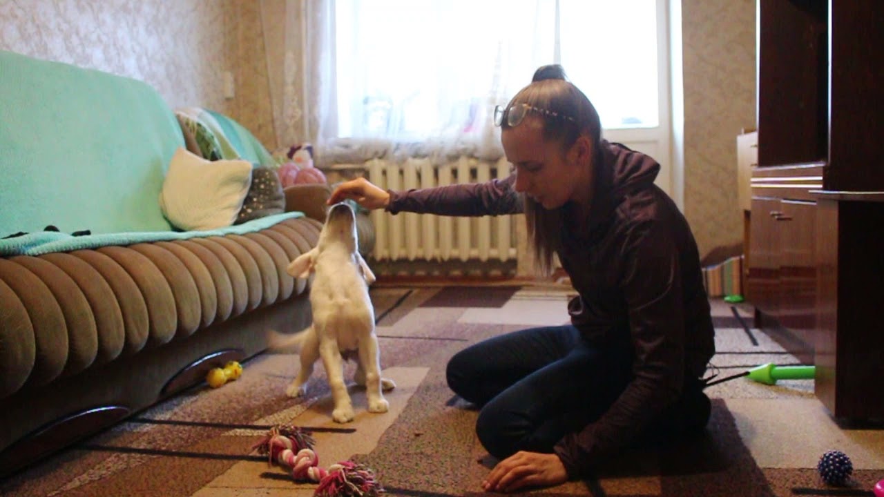 выдержка щенок обучение 1 упраженение