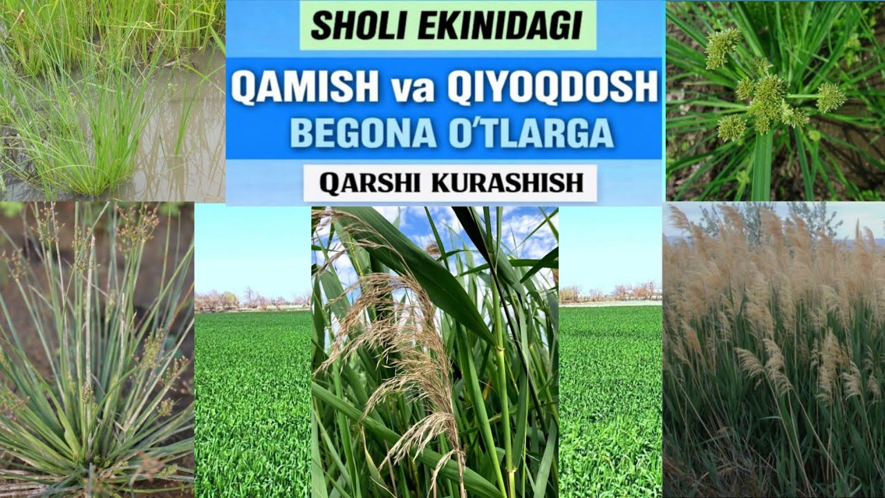 SHOLIDAGI QAMISH va QIYOQ BEGONA O‘TLARIGA QARSHI KURASHISH. 