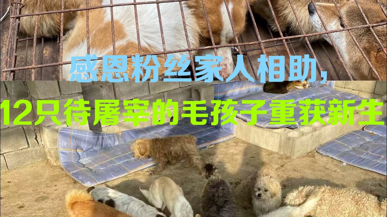 救回了12只待宰殺的毛孩，今天讓它們飽餐一頓。但醫院的小比熊賬單還在增厚，只要它們尾巴還在搖，我就不會停….