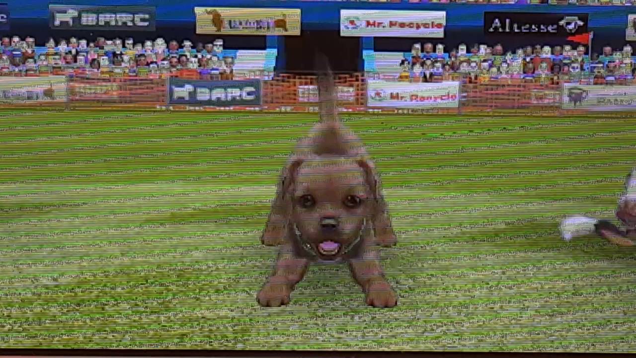 Nintendogs+cats concour de ( Saphira Wolf)