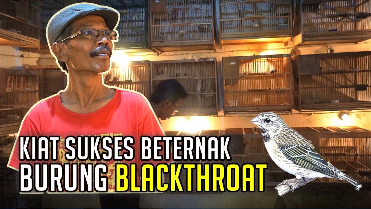 KIAT SUKSES MERAUP RUPIAH DARI BETERNAK BURUNG BLACKTHROAT
