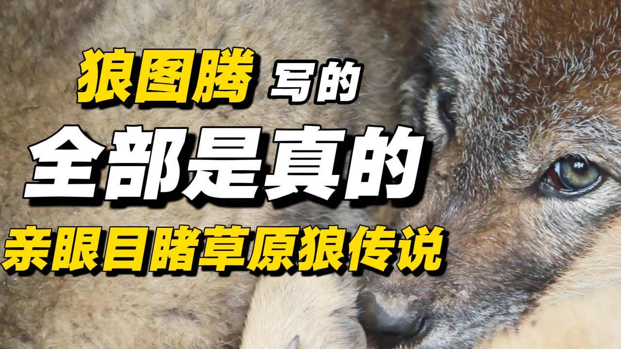 曾火遍中国的《狼图腾》是真的？节目组亲眼目睹草原狼传说！#经济 #推薦 #熱門 #經濟 #圆桌派 #纪实 #时间 #历史 #文化 #聊天 #新闻 #心理健康