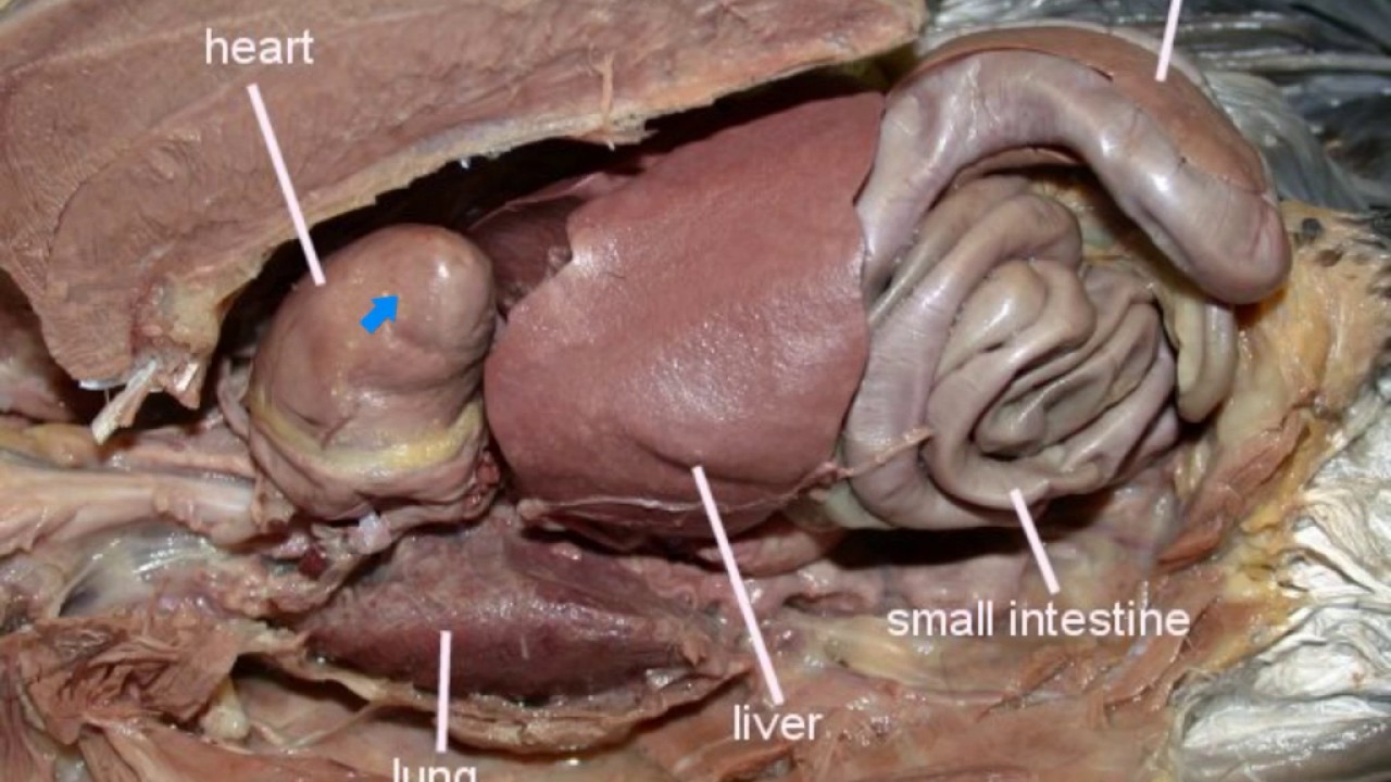 pigeon anatomy_030917-1339