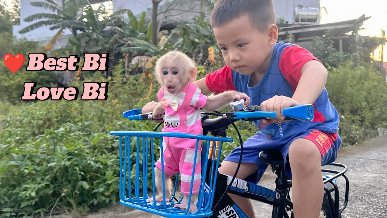 Baby Monkey Lulu Is So Happy – Everything Feels Better When Her Brother Bi Is Here!