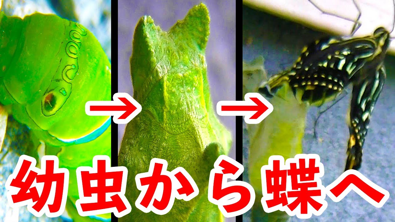 アゲハチョウの幼虫が蝶になるまで（12日間） / The growth record of swallowtail butterfly  / личинки Махаон
