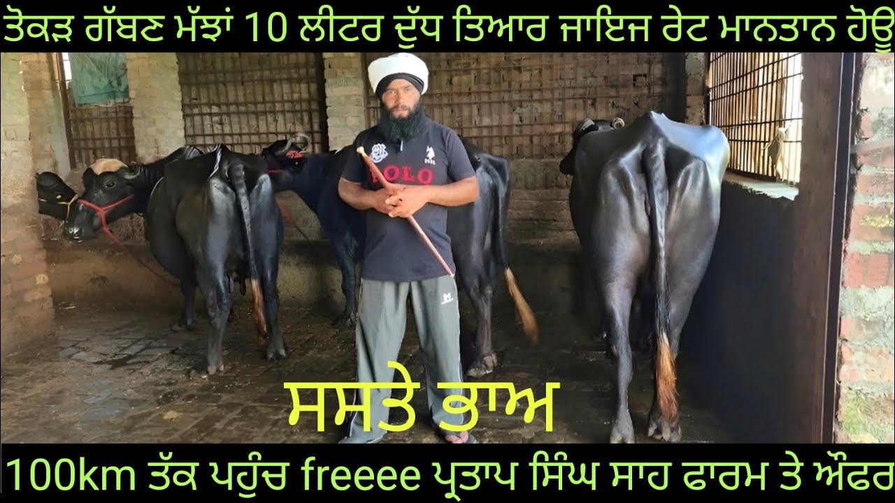 #ਤੋਕੜ ਗੱਬਣ ਮੱਝਾਂ #ਸੱਜਰ ਸੂਈਆ ਮੱਝਾਂ ਵਿਕਾਊ 6 animals for sale #best #qulity #bufflo #sale #viralvideo 