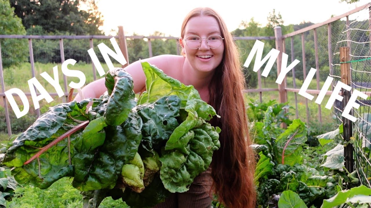 VLOG | healthy hormone habits, harvesting the garden & hosting