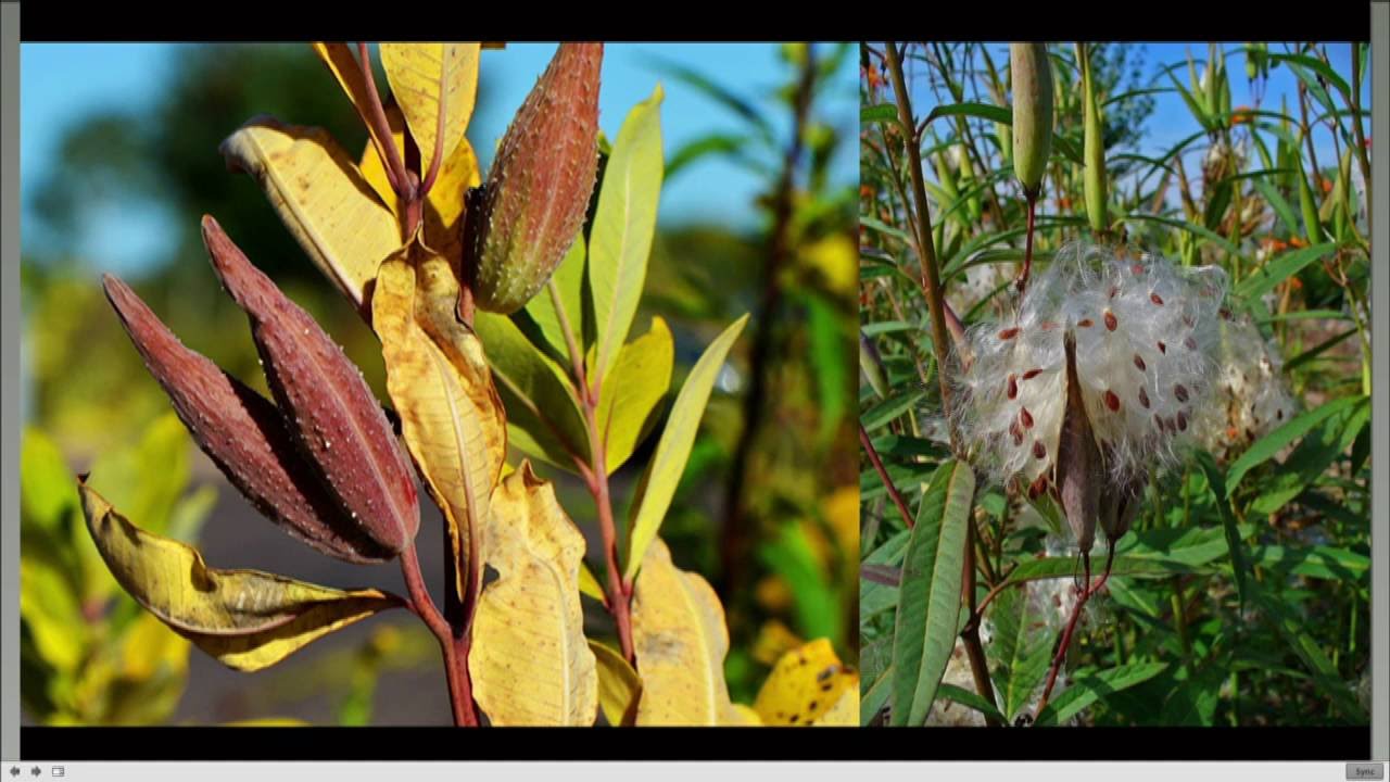 Assessment of Exotic Milkweed