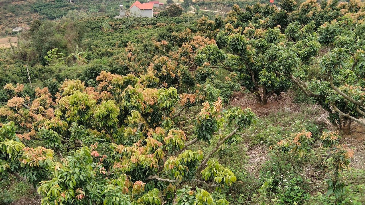 Một hình ảnh mà người làm vườn không ai muốn thấy.