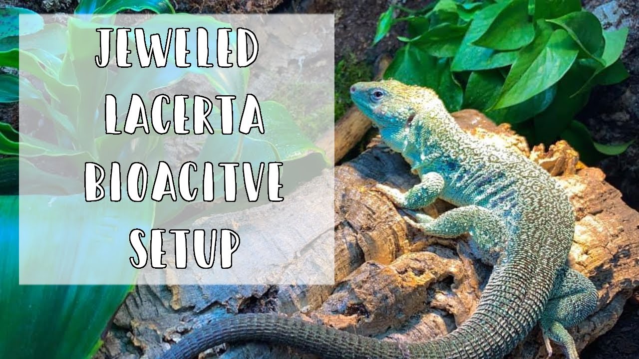 Setting up a Bioactive Jeweled Lacerta Enclosure// DIY Reptile Background