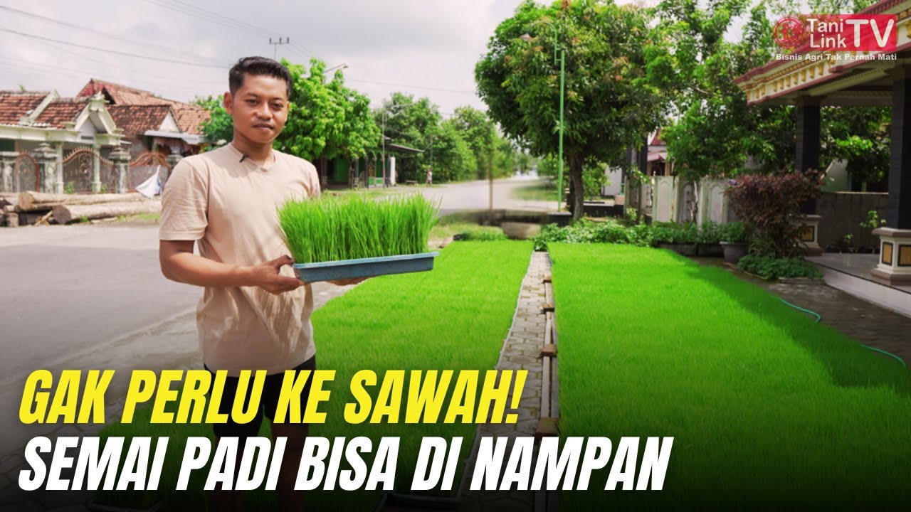 Inovasi Petani Gen Z: Semai Bibit Padi di Nampan, Hemat Tenaga & Air!