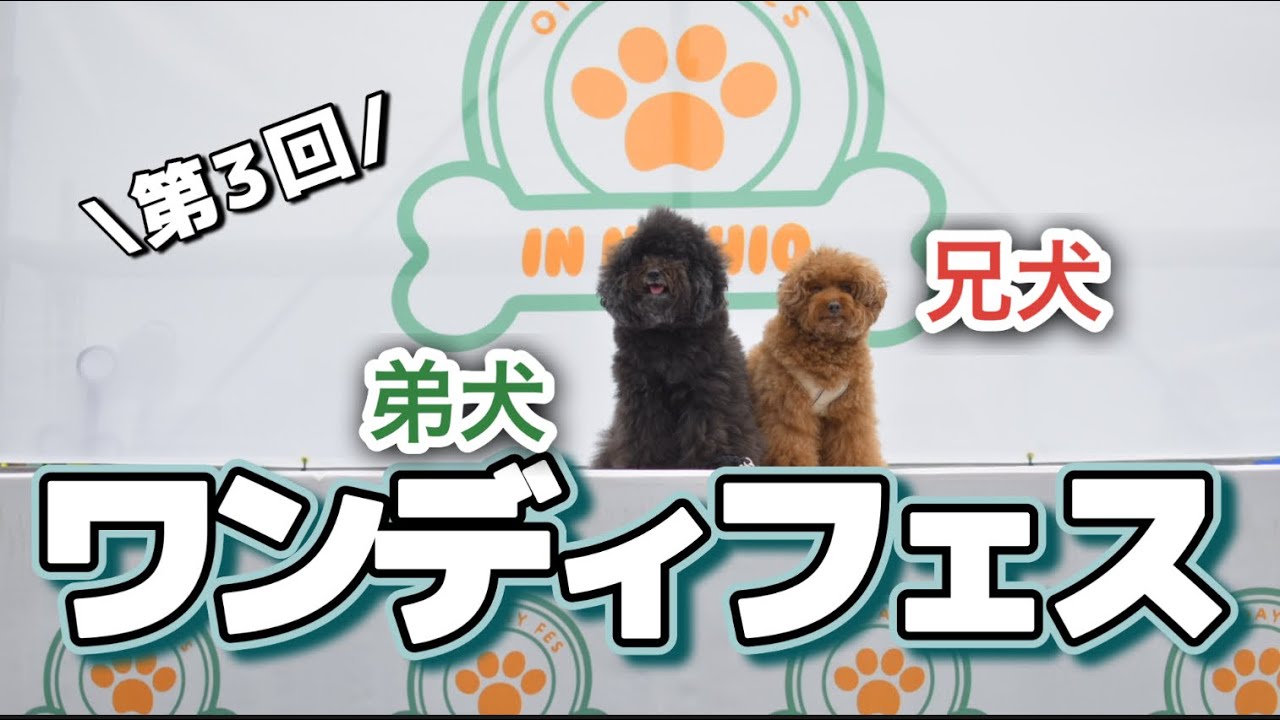 【今後大注目】ワンディフェス2024行ってみたw