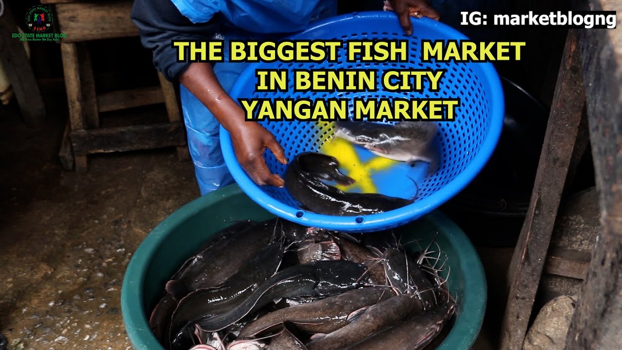 THE BIGGEST FISH  MARKET IN BENIN CITY YANGAN MARKET