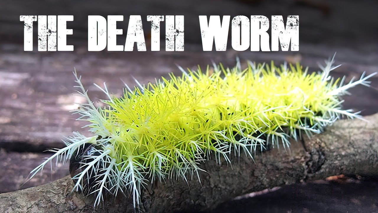 The Most VENOMOUS ANIMALS In The World