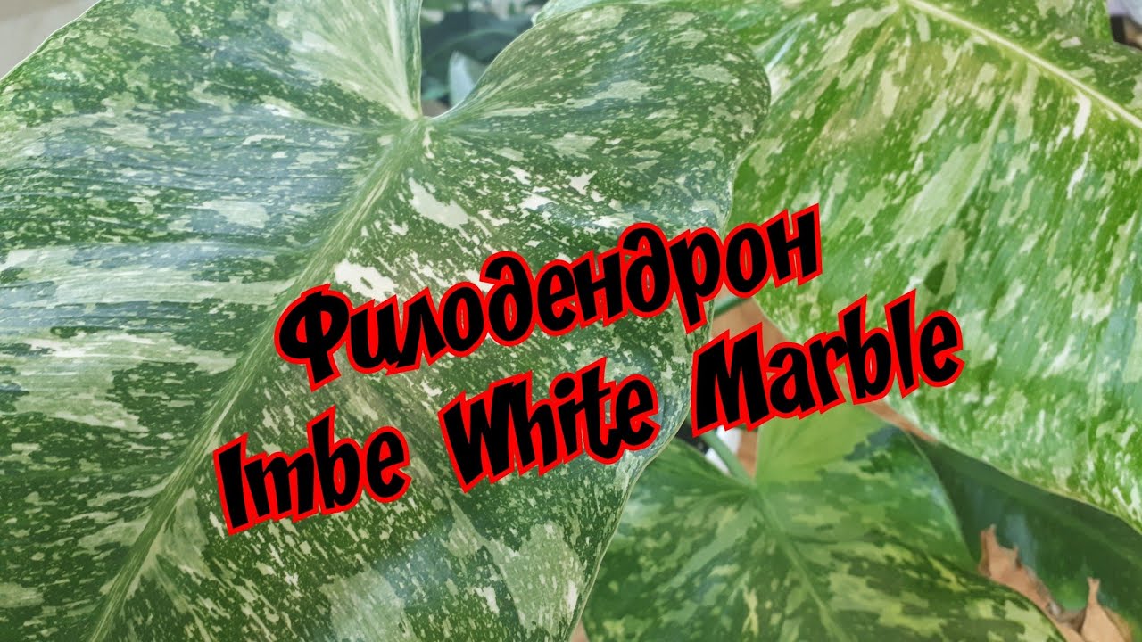 Филодендрон Имбе Вайт Марбл / Imbe White Marble