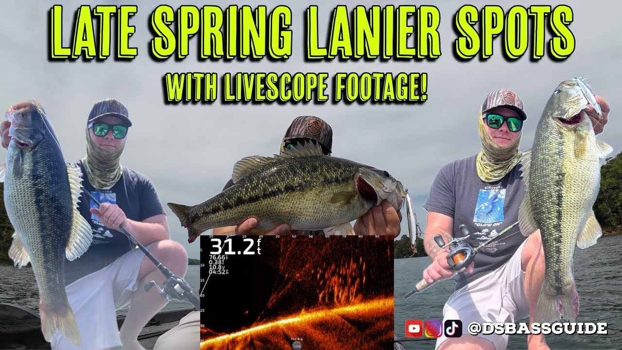 BIG Lake Lanier Spotted Bass with LIVESCOPE FOOTAGE