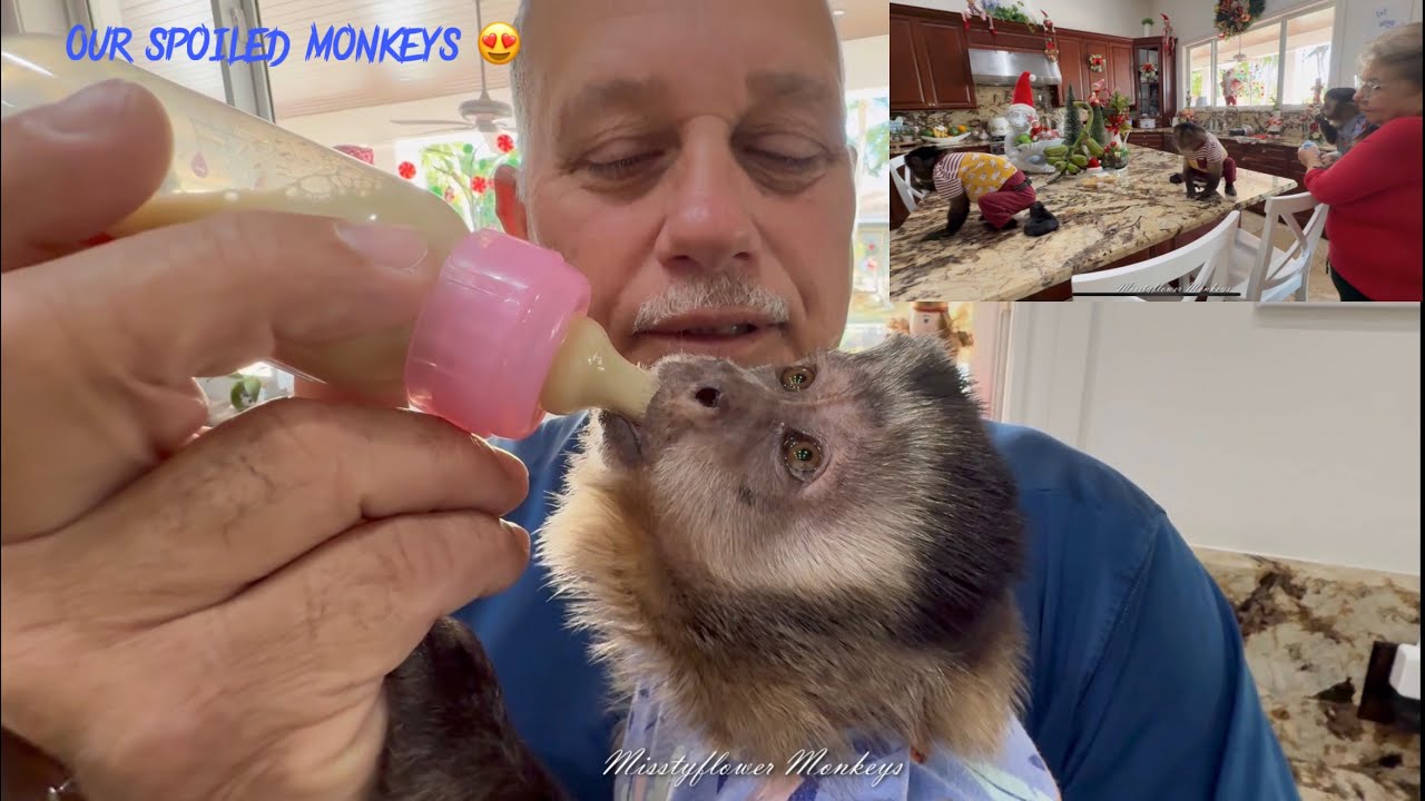 Избалованная обезьянка Анжелика и остальная банда 😜😅😍♥️