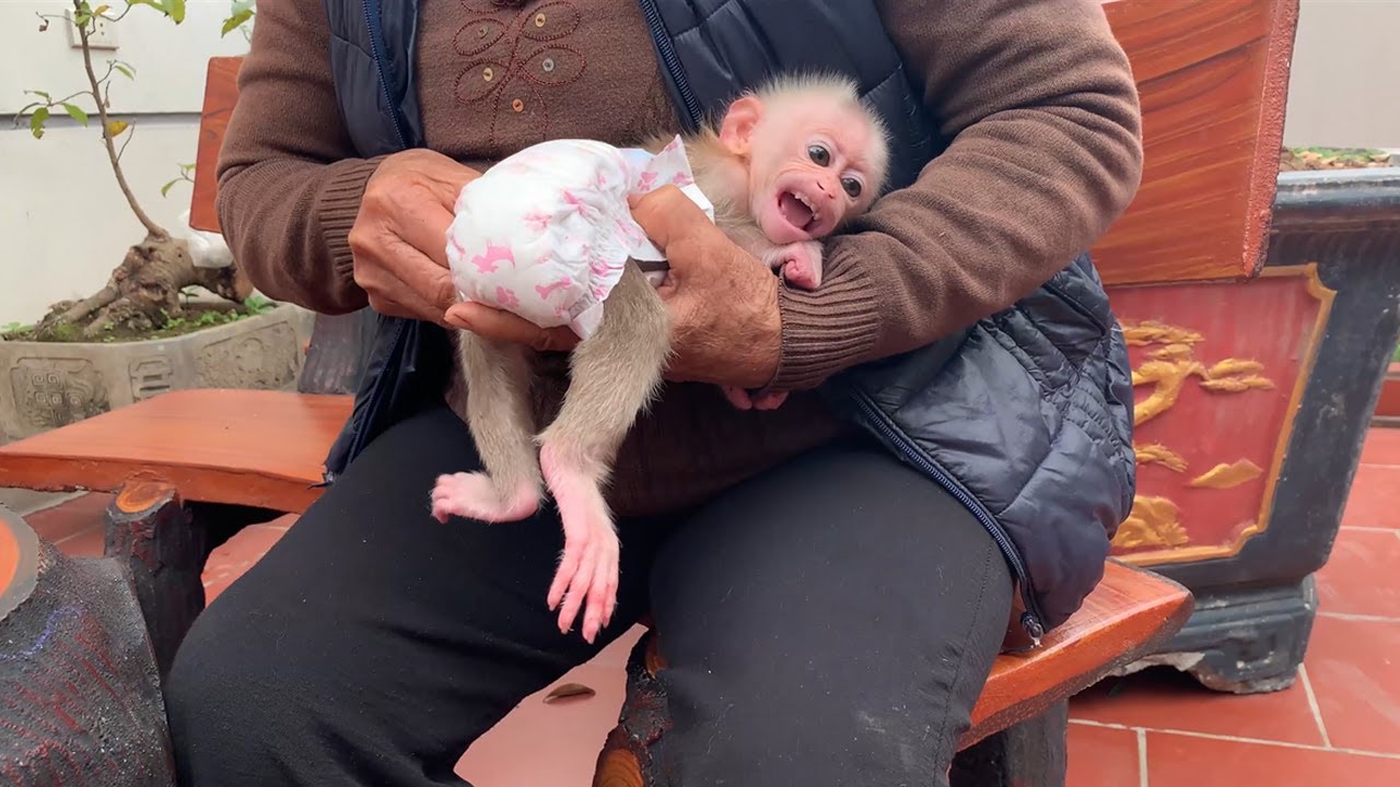Grandma changes diapers for baby monkeys