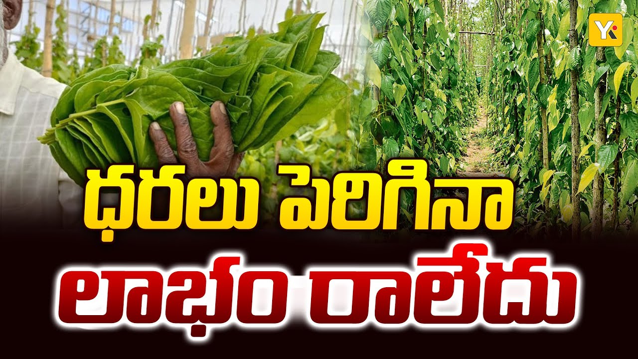తమలపాకు ధరలు పెరిగినా లాభం లేదు | Why Betel Leaf Price Hike Didn’t Benefit Farmers in Nellore | YKTV