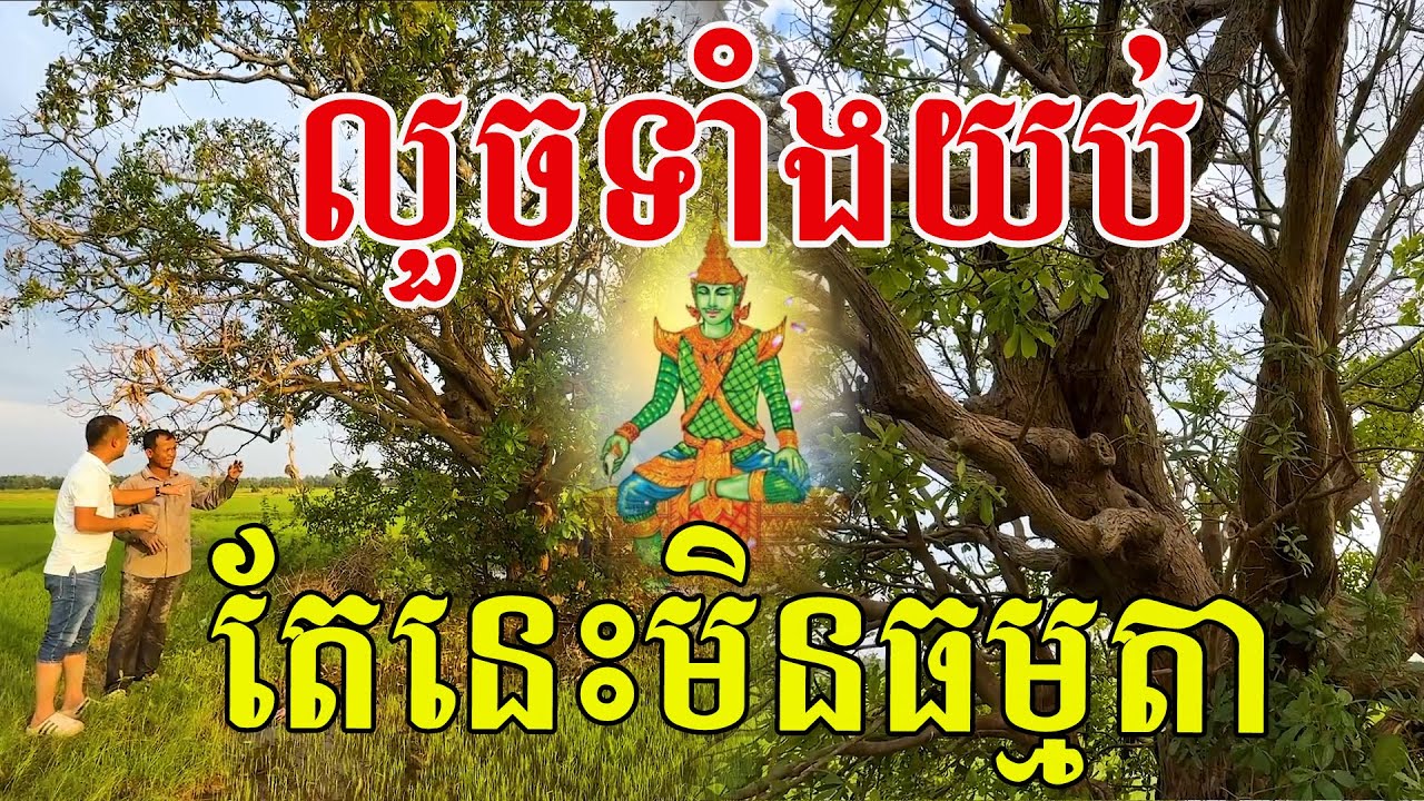 ចូលគាស់ទាំងយប់ តើគេចង់បានដើមនេះធ្វើអ្វី?